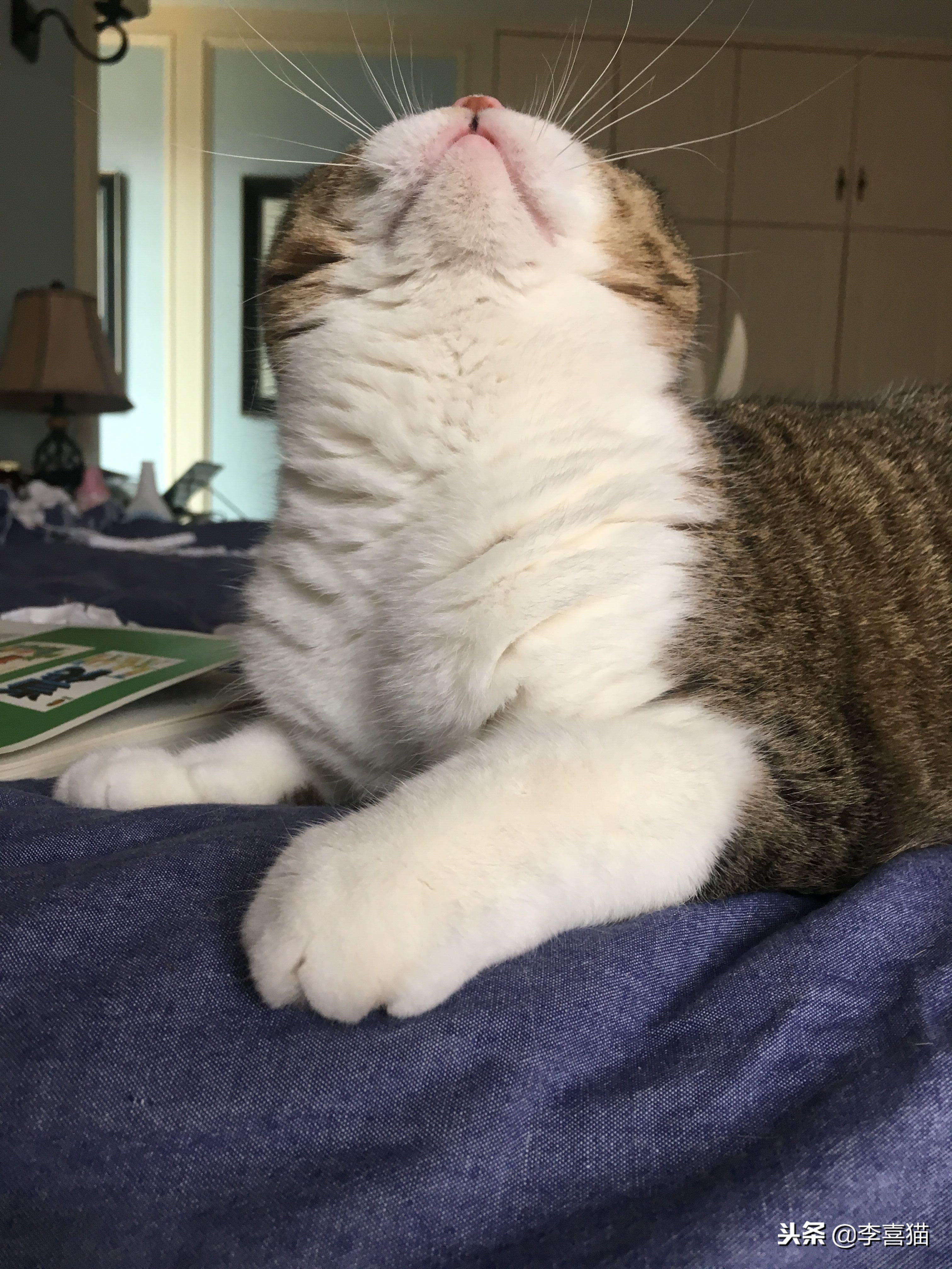 假如猫咪会说话永劫无间,猫咪铲屎官要知道的知识