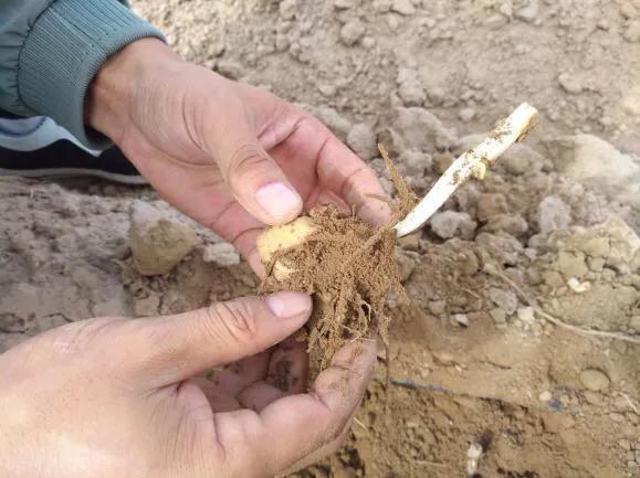 玉米土豆冻害怎么办,土豆霜冻怎样预防