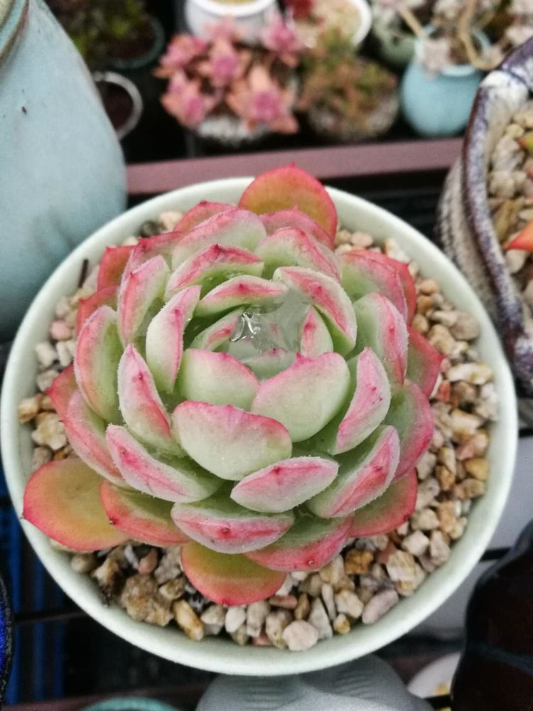 误打误撞的多肉情缘,带我走进多肉小世界!