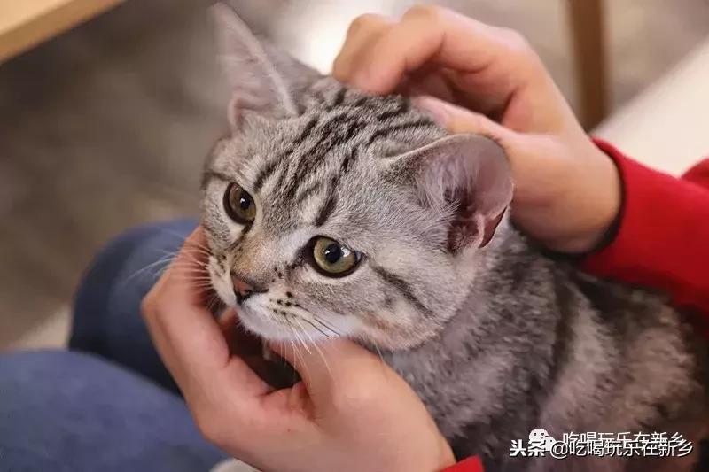 猫主子驾到,猫咪主子驾到