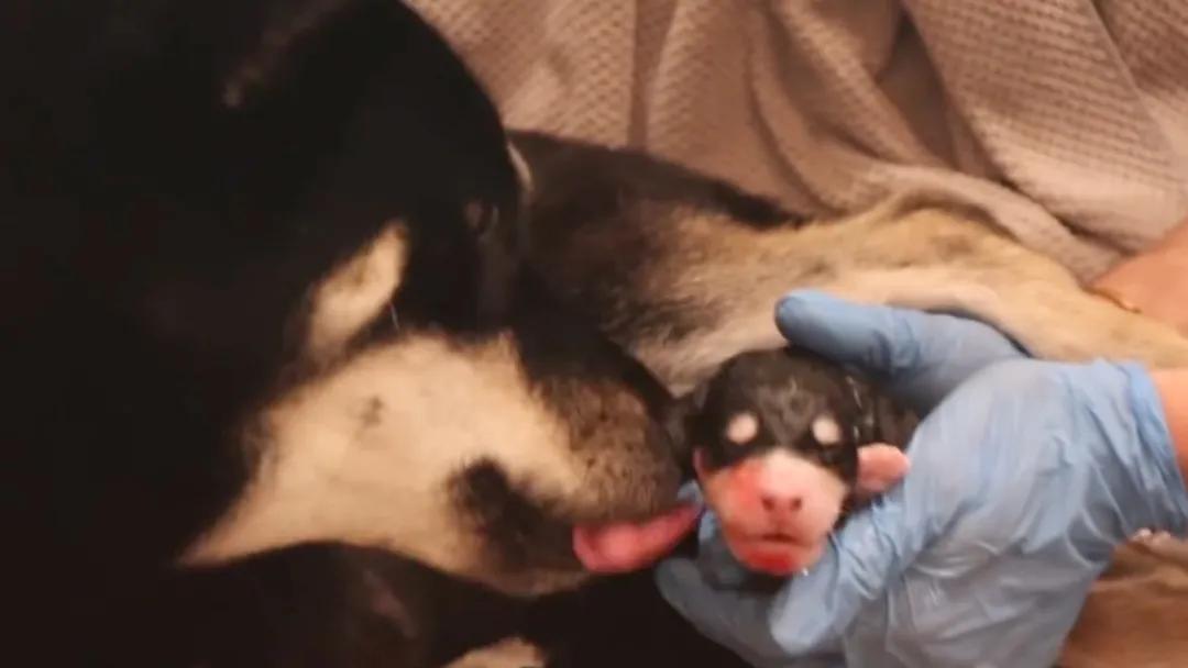 如何在家给狗狗拉毛,如何在家给狗狗补水