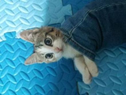 猫咪呼吸困难、体温升高，当心它患上胸膜炎，病猫需主人小心照看