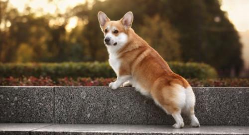 中型白色长毛宠物狗品种及图片,女生适合养的宠物狗品种有哪些