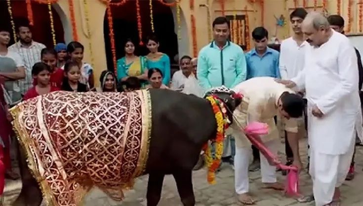 “印度牛人”帕萨纳：44岁富豪抛妻弃子，只为把心爱的母牛娶回家