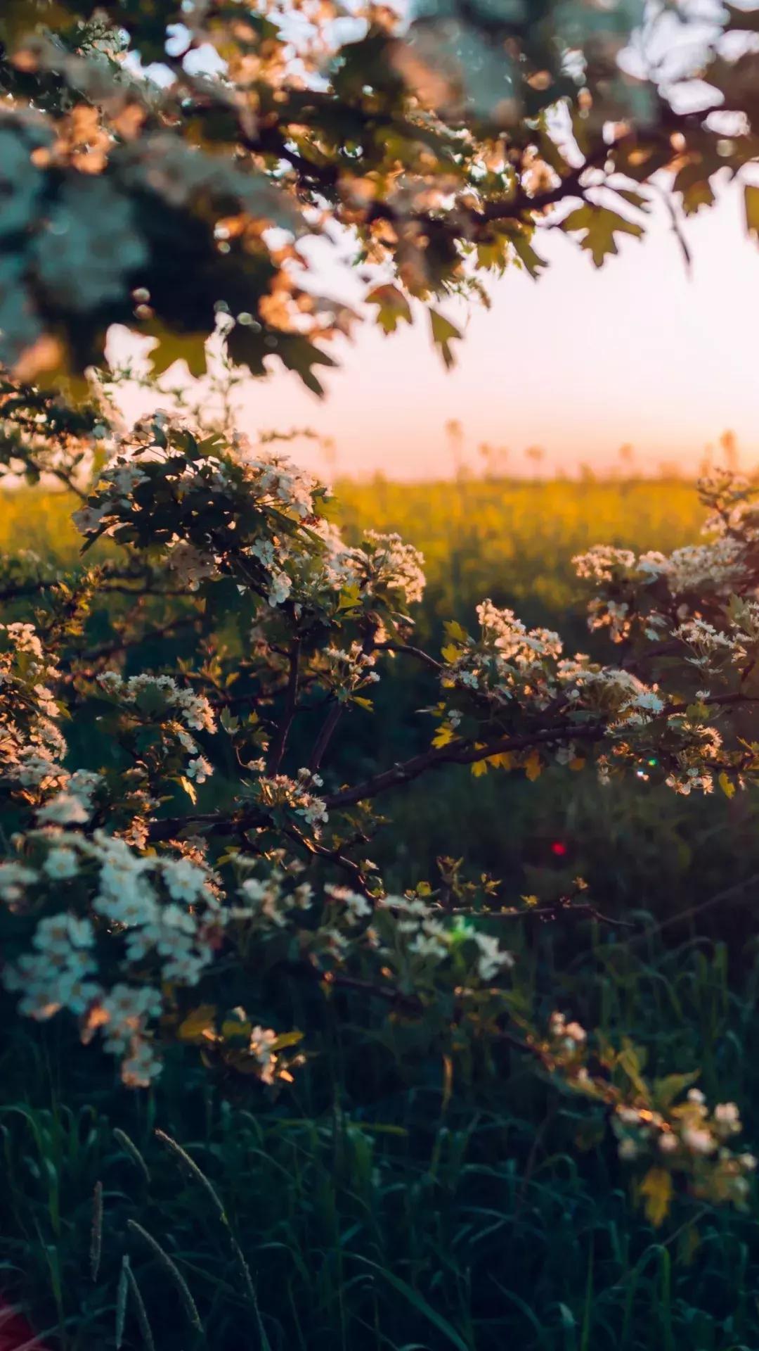 壁纸控超清壁纸,壁纸控wallpaper