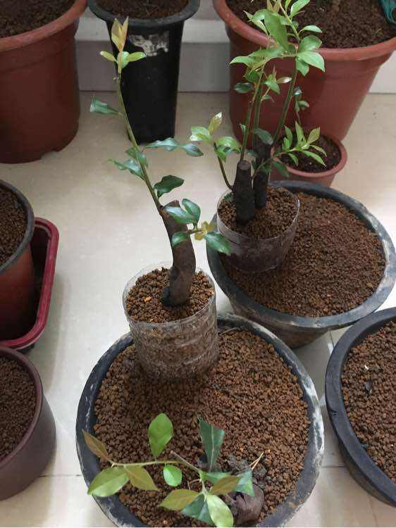 金弹子出芽后的养护,春天挂果金弹子多久修剪