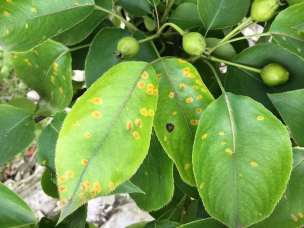 梨树锈病的症状、发病条件及防治措施