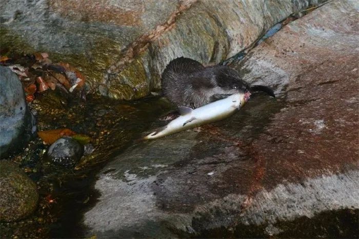 网友野外偶遇不明生物,野外偶遇小水獭
