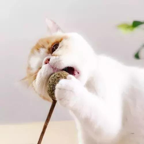 驱蚊器对猫咪的影响,驱蚊产品对猫咪有什么影响