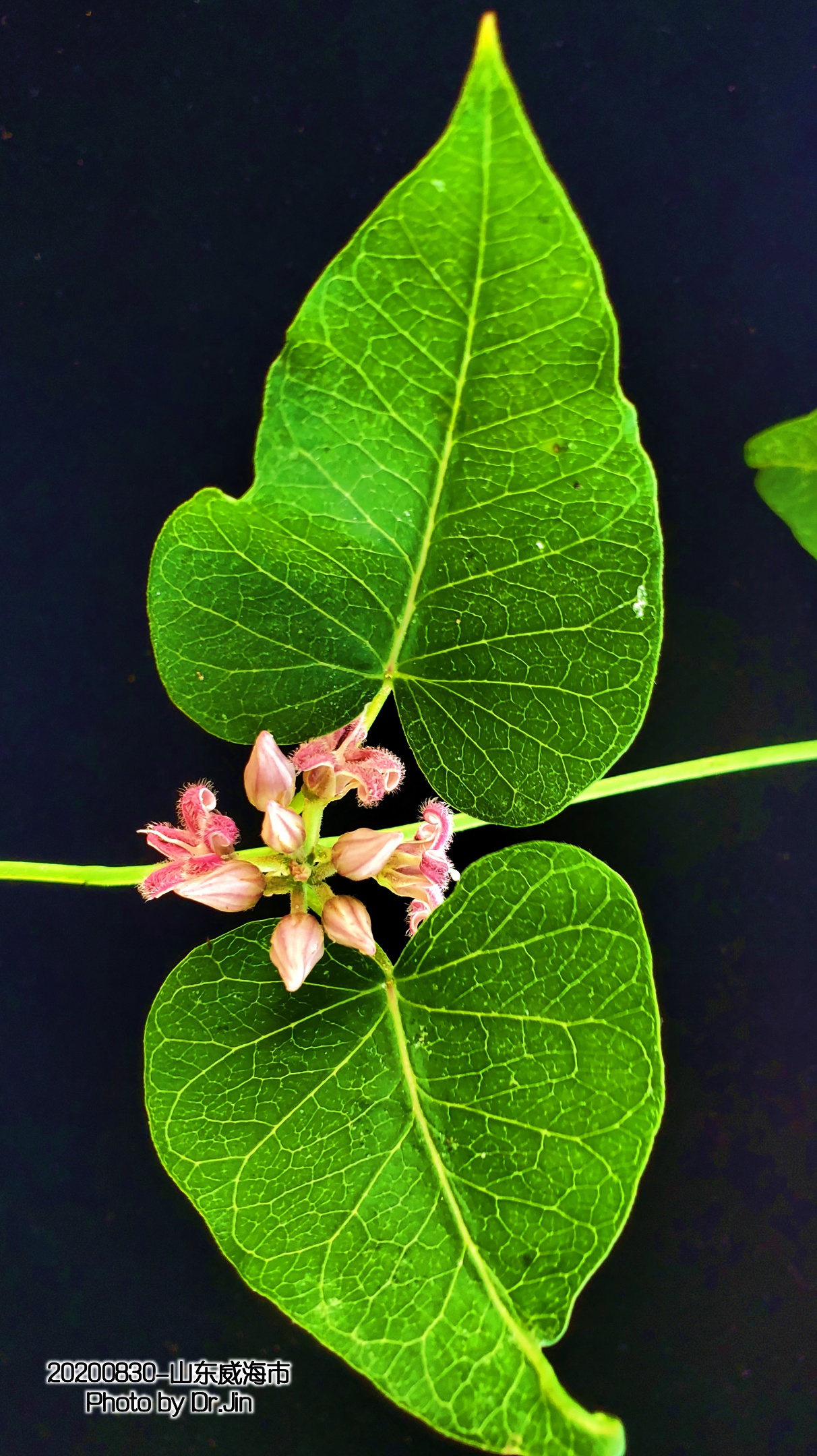 金行博览：补虚劳，益精气-萝藦