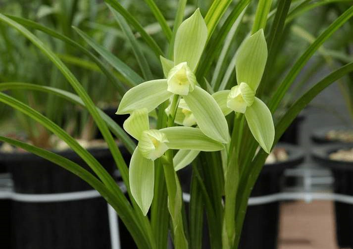 精品玉兰的品种及图片,国兰花朵不艳丽但香气清雅