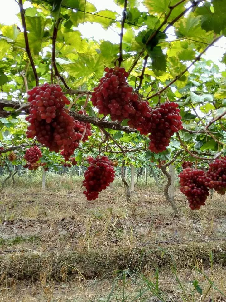 最推荐种植的葡萄品种,最好种植的葡萄品种