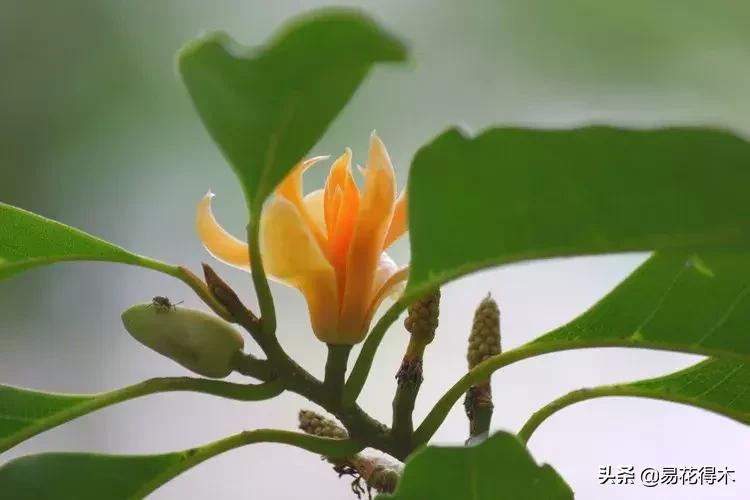 黄桷兰规格怎样,黄桷兰适应什么环境养护