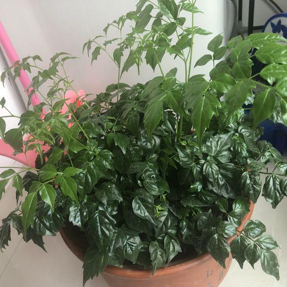 室内养什么植物对净化空气有效,什么植物净化空气最好室内好养