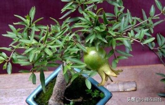 盆栽石榴怎么养视频,石榴盆栽的6个技巧