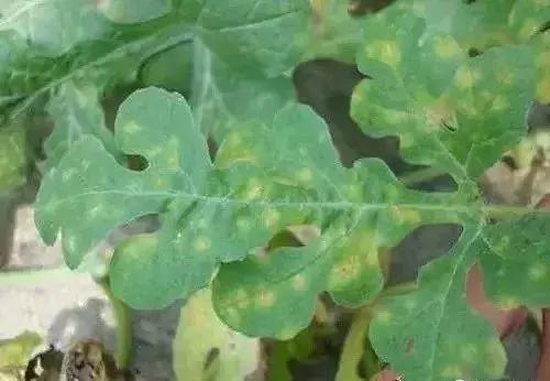 怎么判断小麦白粉病,白粉病防治妙招最佳方法