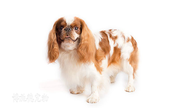 不爱叫的小型犬都有哪些,小型犬哪种比较聪明又不爱叫