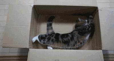 可爱小橘猫长大,小橘猫1个月很丑