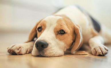 狗狗有泪痕要怎么可以彻底去除啊,狗狗泪痕怎么办