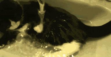 奶牛猫就是神经猫,奶牛猫不是一般的淘气