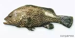 海洋科普世界上都有什么鱼,十种受欢迎的海鲜鱼类