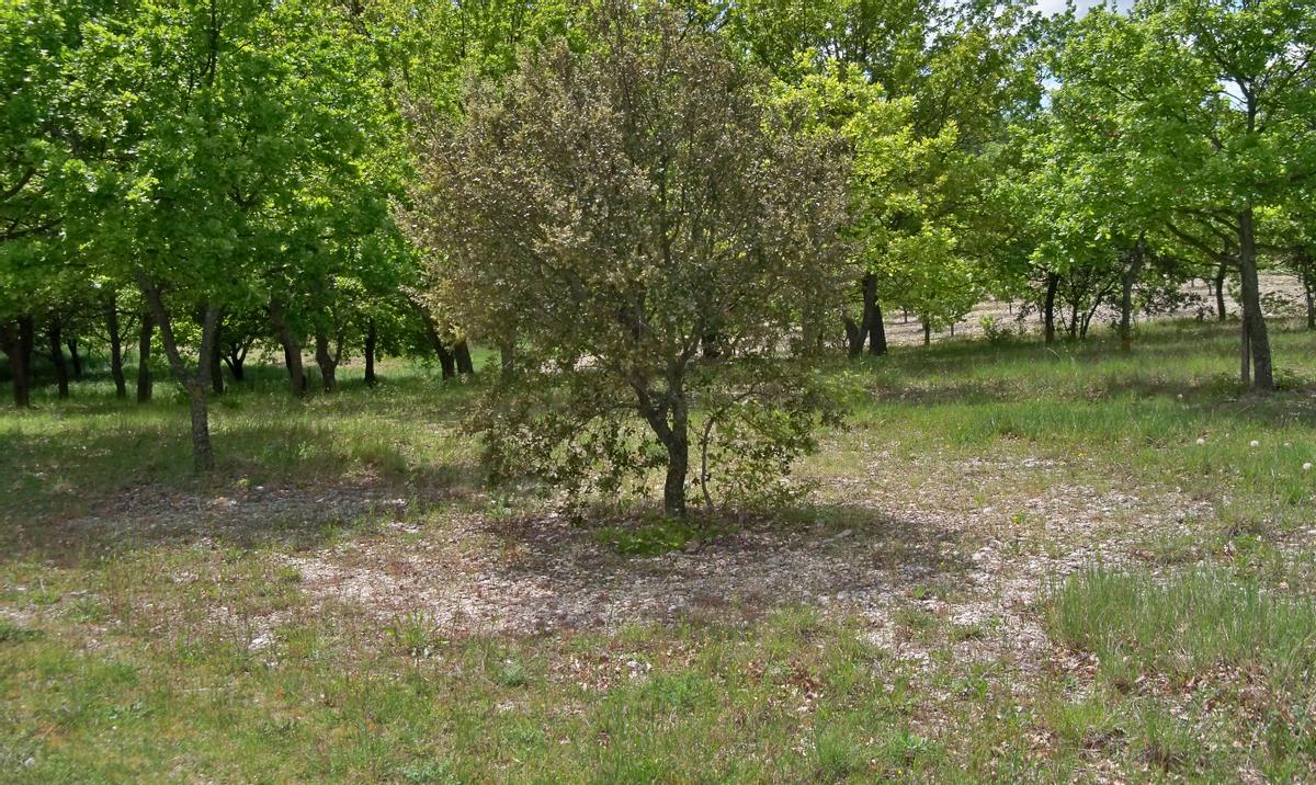 辽宁营口发现黑松露,辽宁种植黑松露