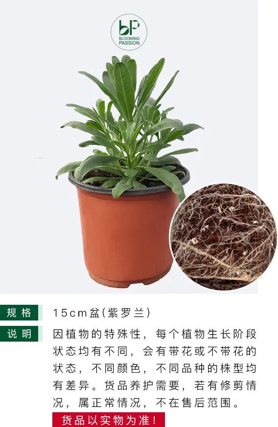 紫罗兰凯斯系列来了！早花百搭带芳香，轻松实现你的切花自由梦