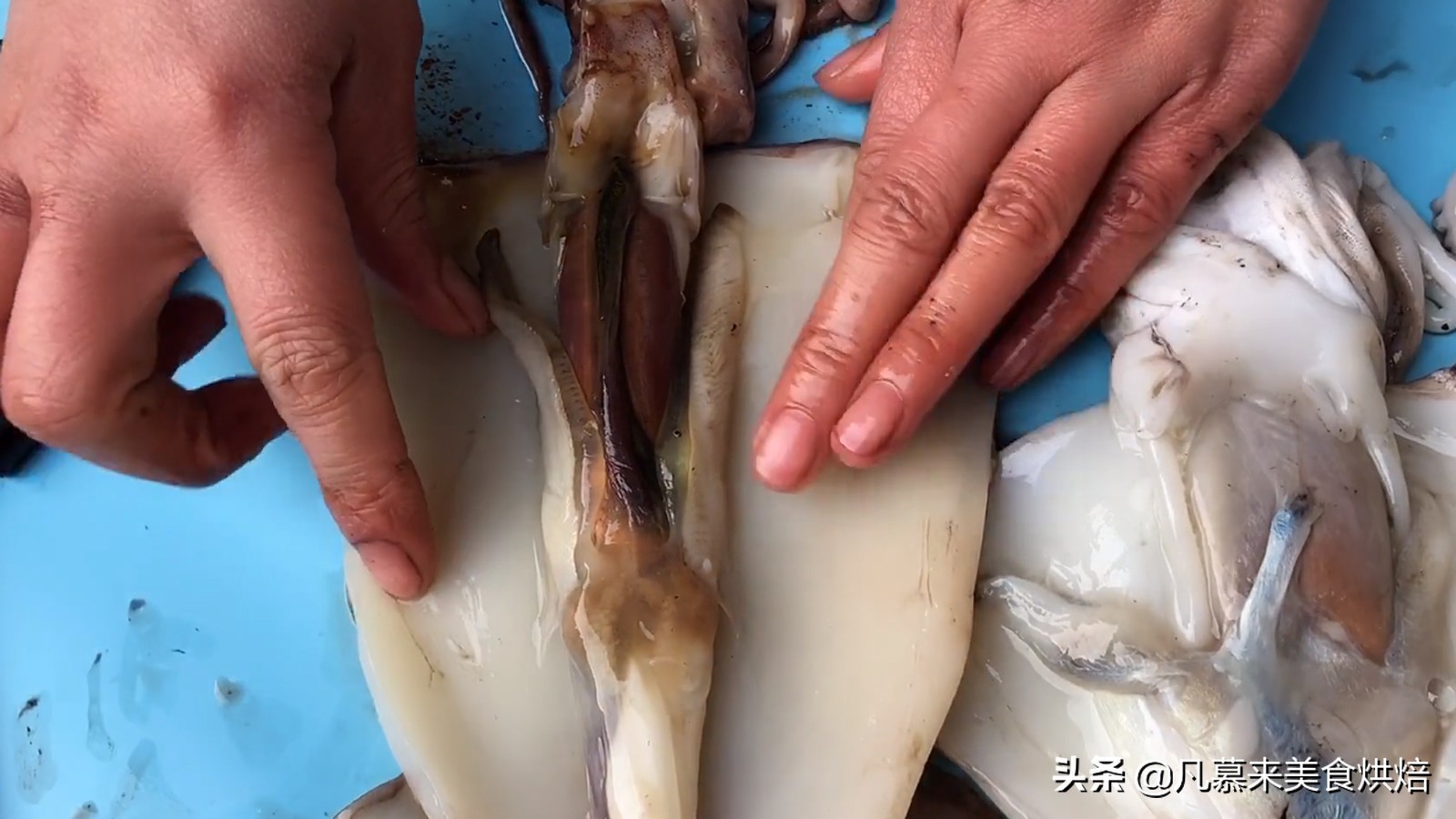 海兔墨鱼和八爪鱼哪个好吃,八爪鱼墨鱼鱿鱼海兔