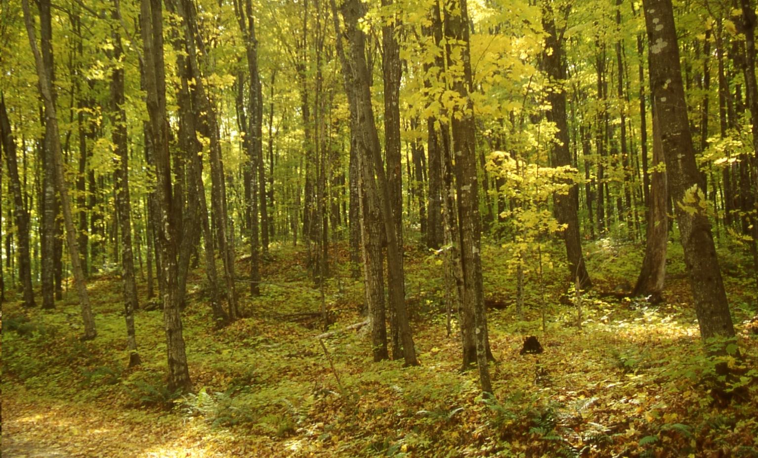 绿山墙的安妮中的植物,绿山墙的安妮概要