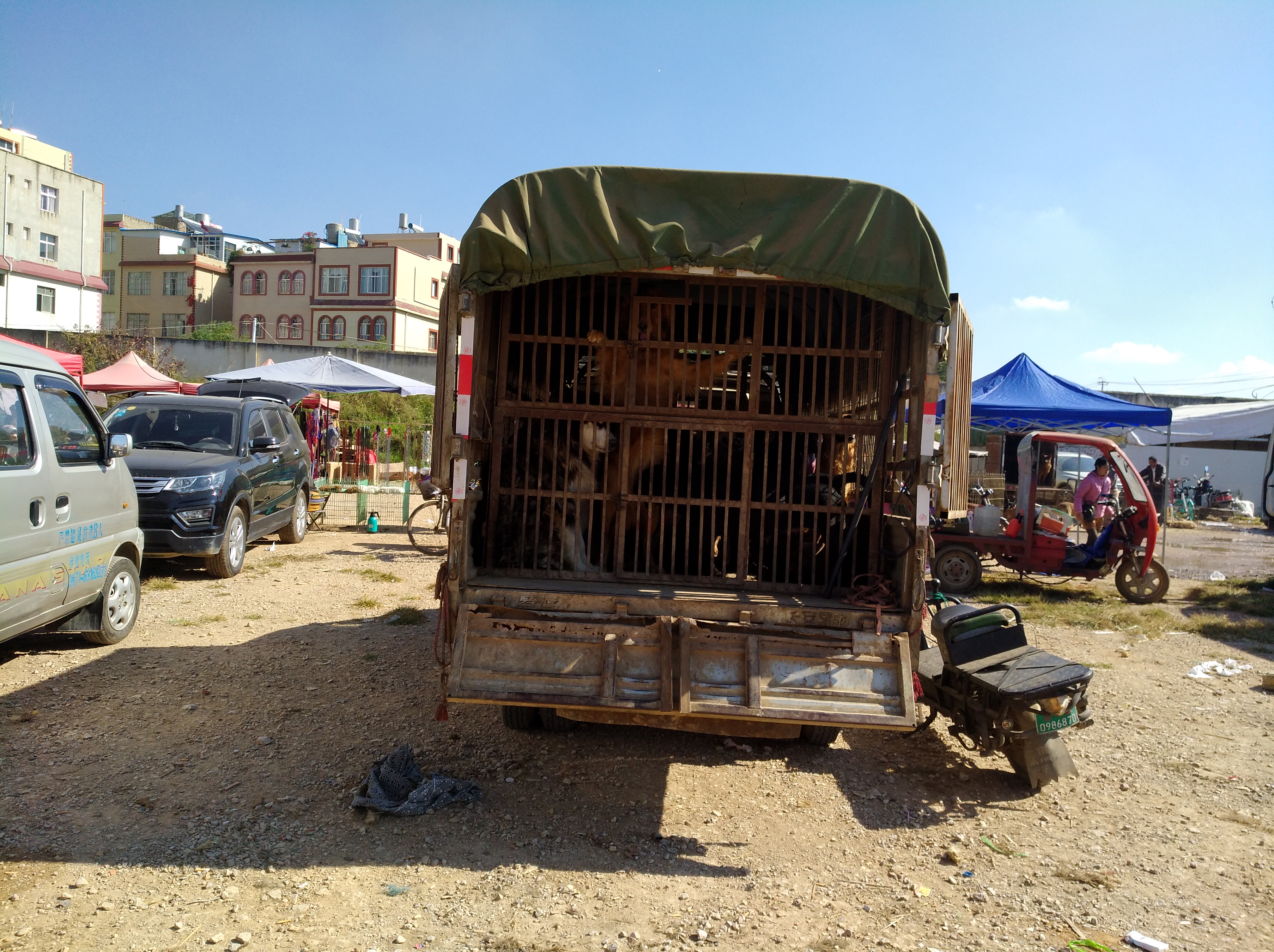 狗市狗哪儿来的,狗市的介绍