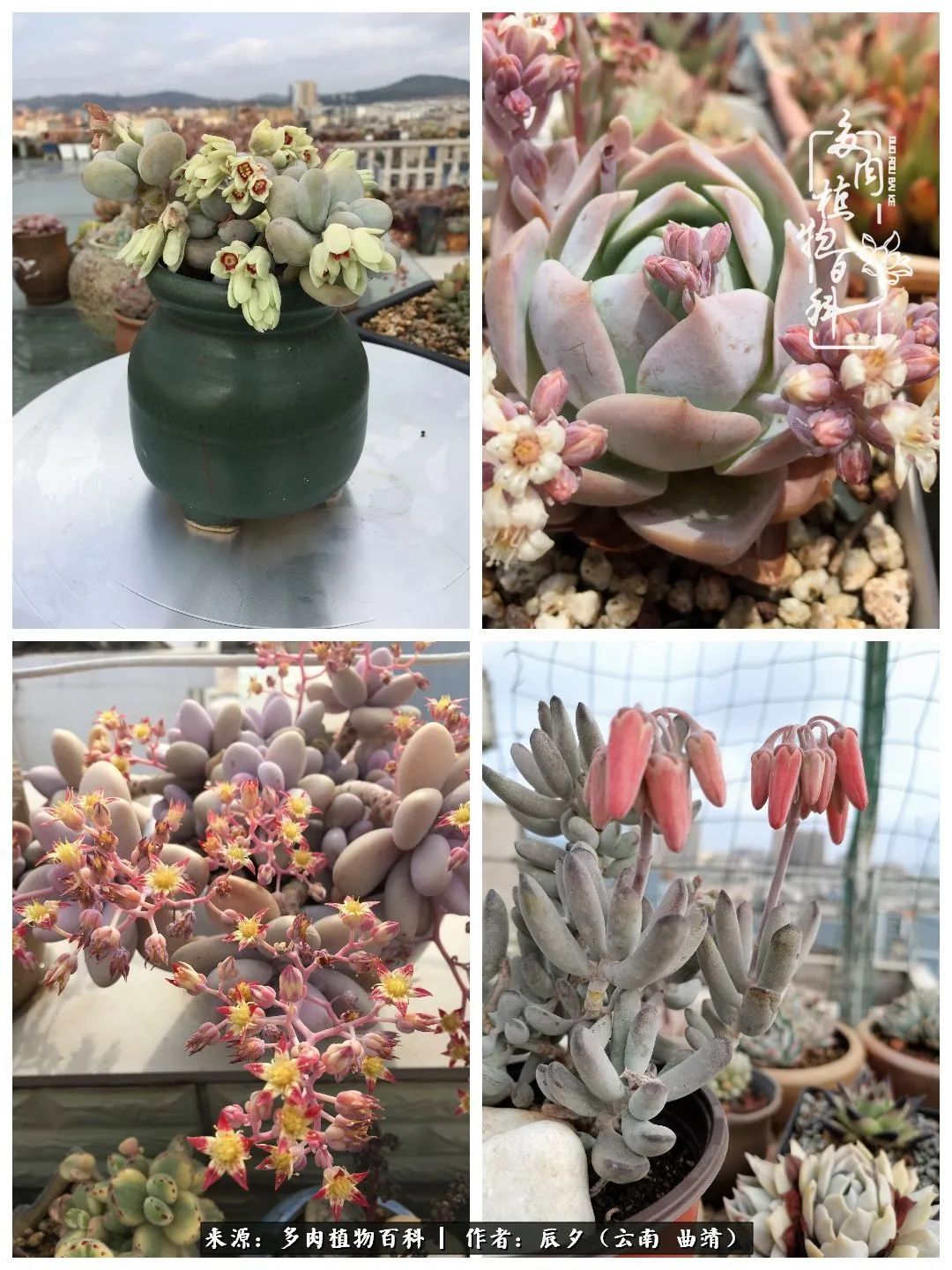 缂辩换鏃栨棊钁宠暏鐢熼,缂辩换鏃栨棊钁宠暏鐢熼鍑哄