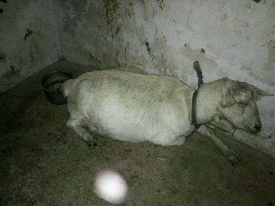 天冷养羊普遍消化不好怎么办,羊消化不良用什么药