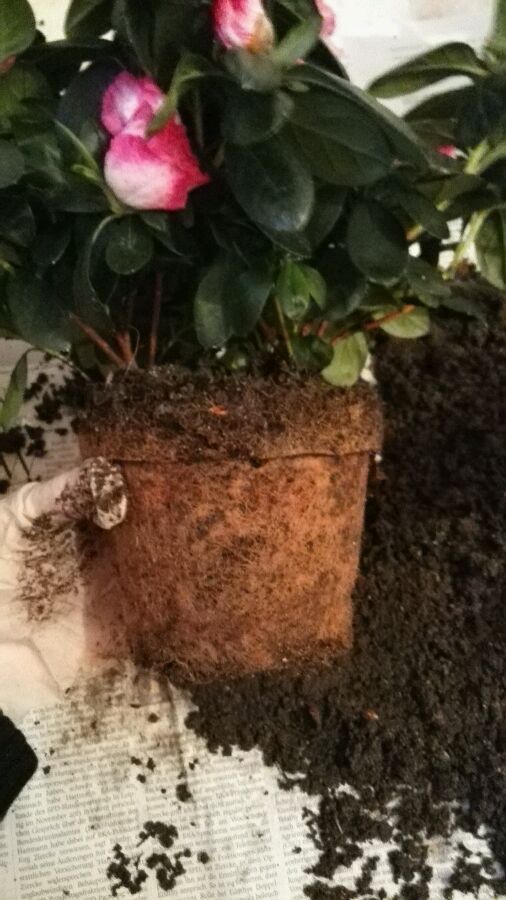 养了一个月的杜鹃花蔫了怎么办,在干燥的北方室内如何养杜鹃花