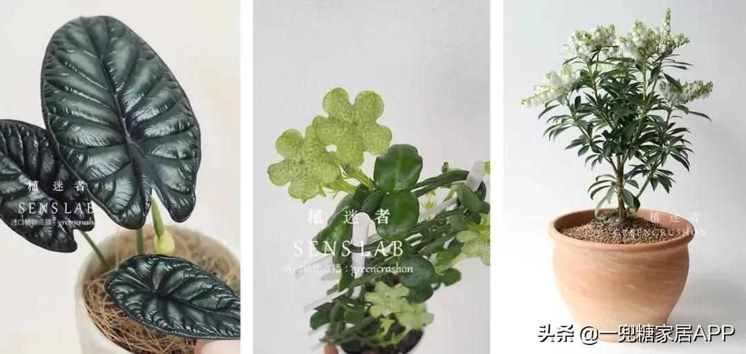 春天花会开|这20家植物淘宝店，植物杀手看了也想买！