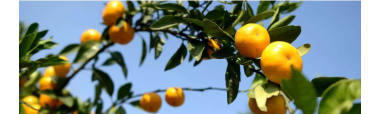 怎么选香水平价夏天,盲买都不会出错的香水推荐