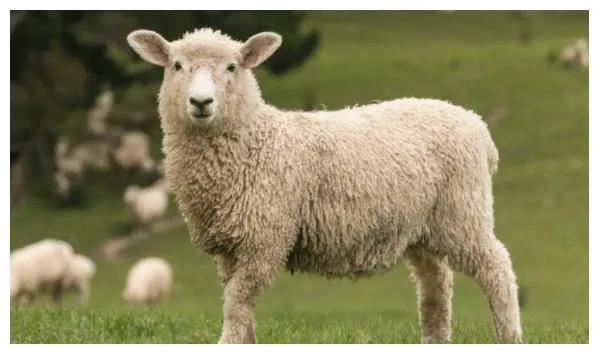 白羊座男生最大爱好,白羊座男生的三大特点分析