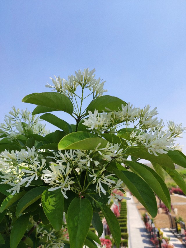 流苏的真面目,现实中的流苏