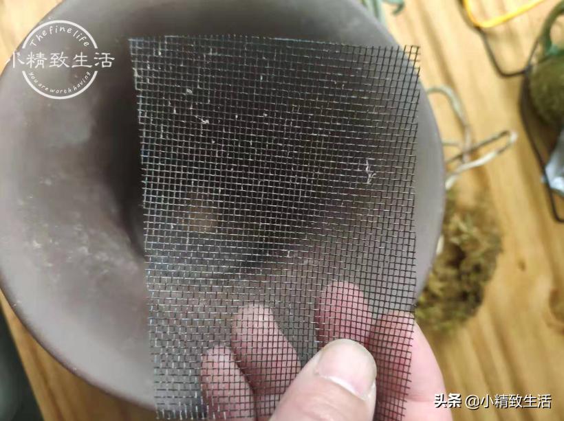 在山上挖回来的兰花缓苗多久,树下种植兰花