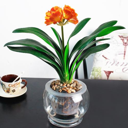 水培花卉叶发黄了怎么解决,刚种的水培花卉叶子发黄怎么办