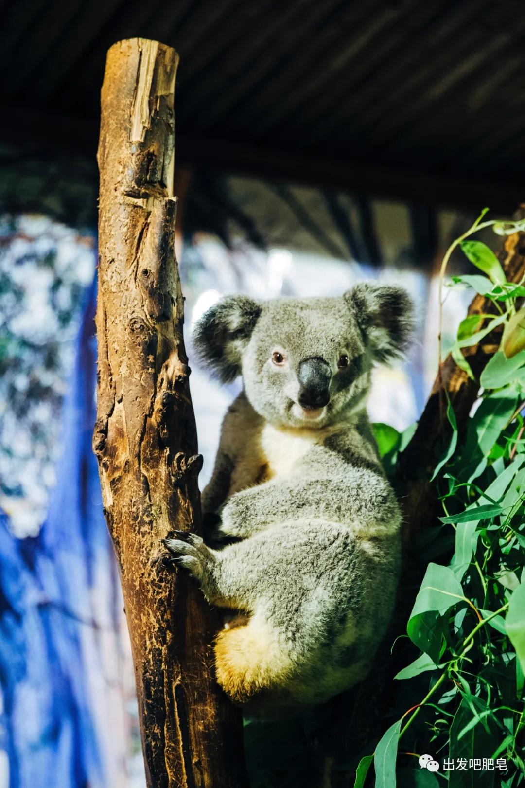 长隆飞鸟乐园怎么去长隆欢乐世界,汉溪长隆地铁站去长隆飞鸟乐园