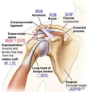 健身受伤肩关节外旋疼痛康复训练,肩关节疼痛避免做哪些健身动作