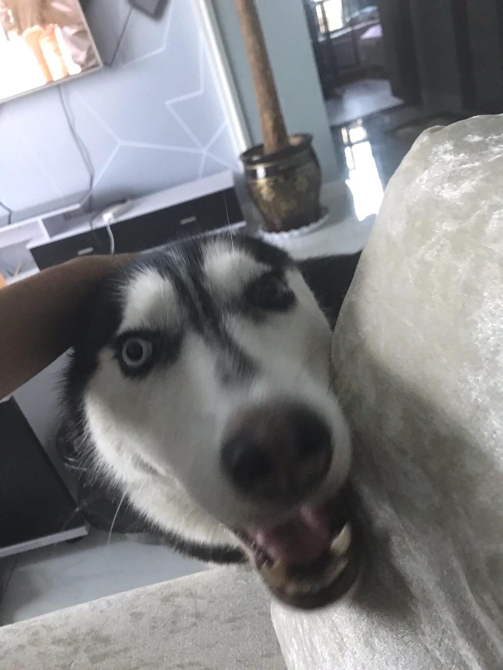 看狗狗的便便可以判断健康情况,如何从粪便判断狗狗的健康状况呢