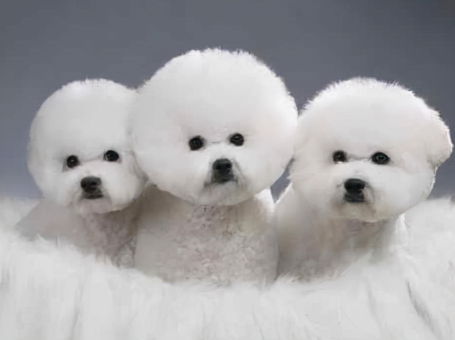 狗狗品种大全及介绍了解一下,狗狗品种怎么挑选最好看