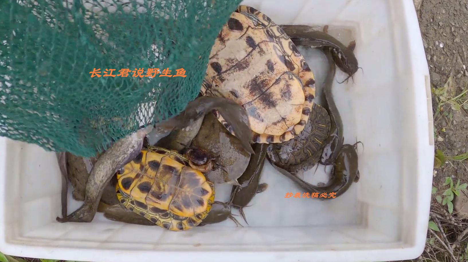 广州小水沟里的巴西龟泛滥,巴西龟泛滥成灾视频