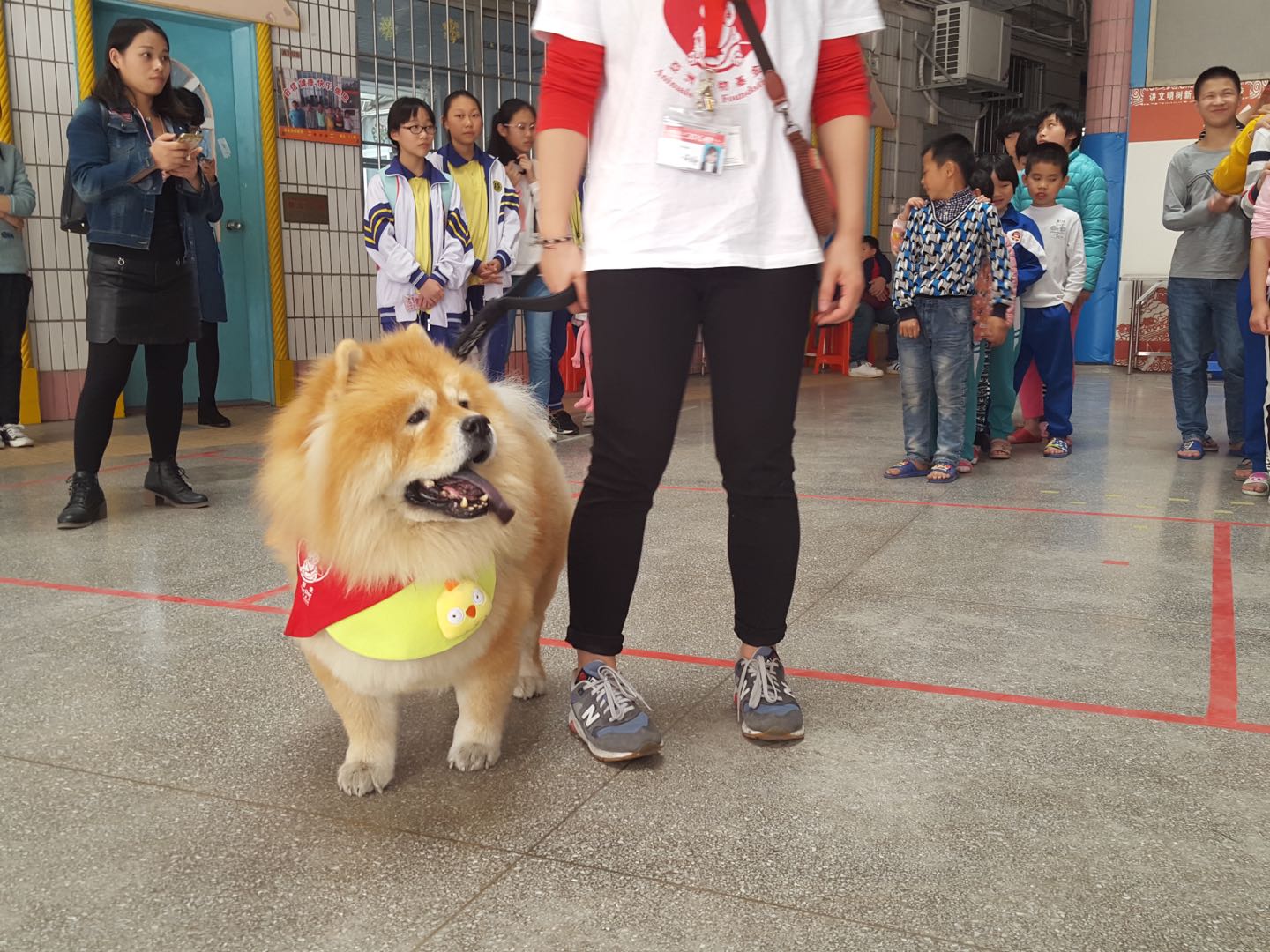 仰卧撑宠物达人专访：两代松狮“狗医生”的坚强铲屎官Erika