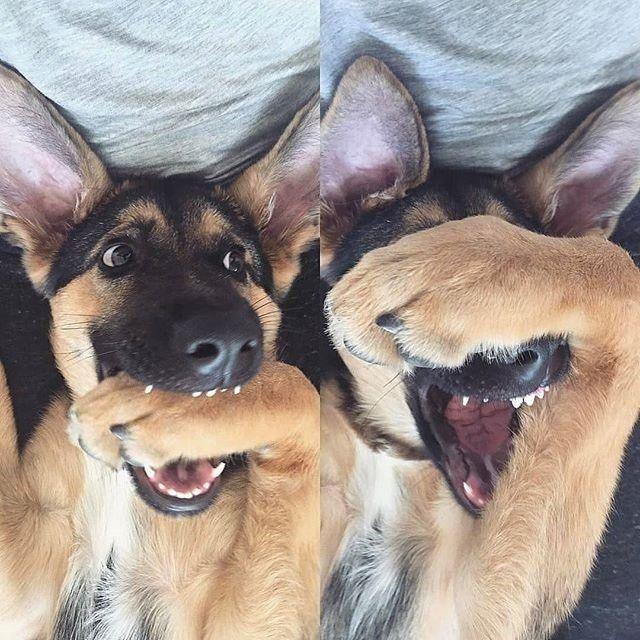 德国牧羊犬好不好养呀,德国牧羊犬好养不