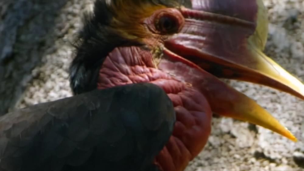 头骨最值钱鸟,头骨很珍贵的鸟