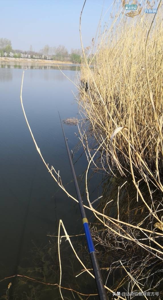 麦子钓野河鱼的最佳配方,野钓鲤鱼最诱鱼的酒米