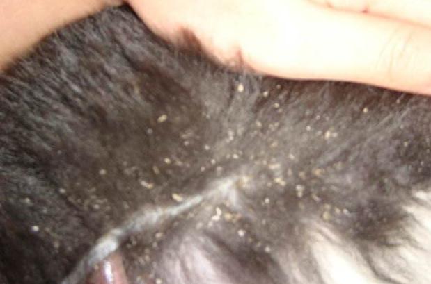 狗狗身上像头皮屑怎么回事,狗狗身上有好多皮屑老挠怎么回事
