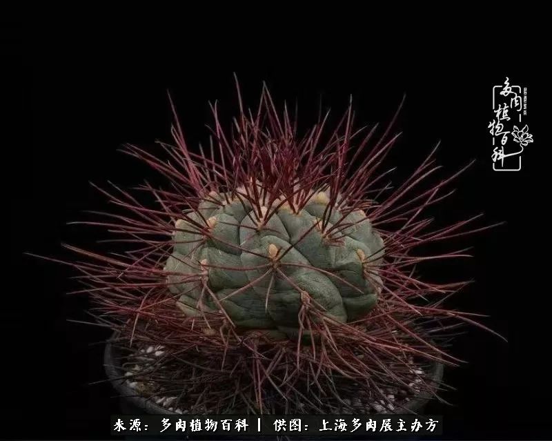 2023多肉展会直播,2023上海多肉植物展